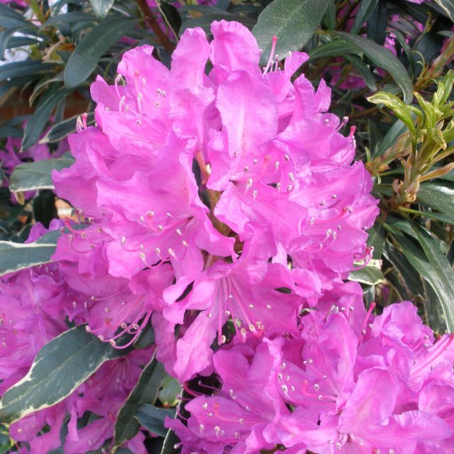 Rhododendron Silver Edge