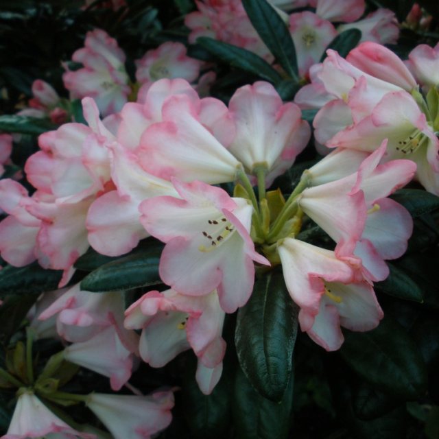 Rhododendron Silver Skies