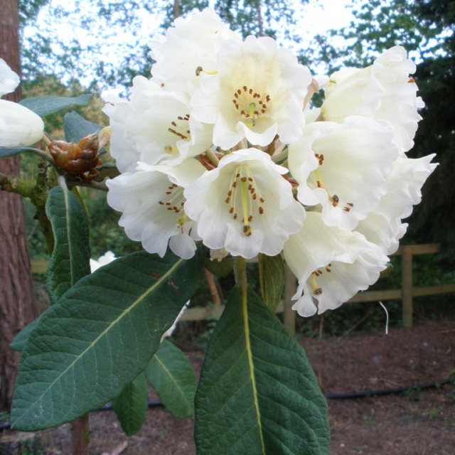 Rhododendron sinofalconeri