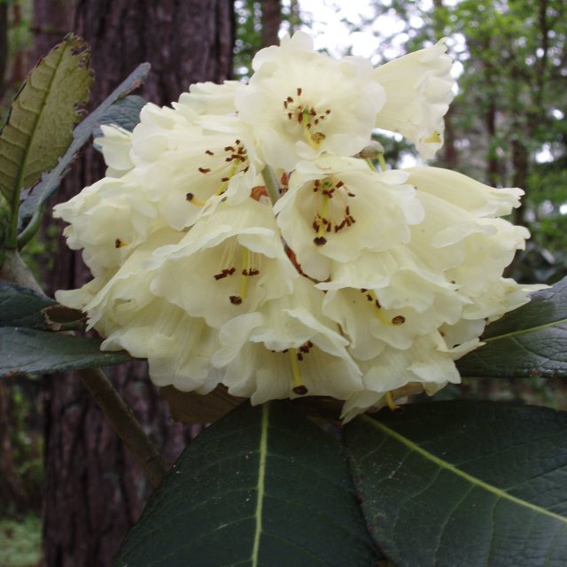 Rhododendron sinofalconeri  TVO 35