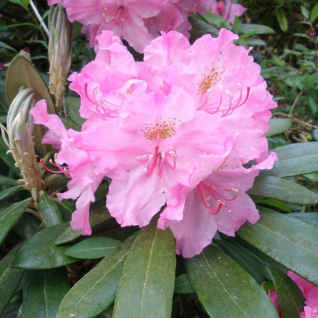 Rhododendron smirnowii