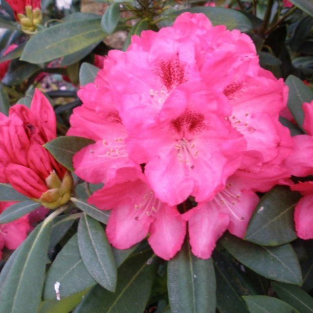 Rhododendron Sneezy AGM STANDARD