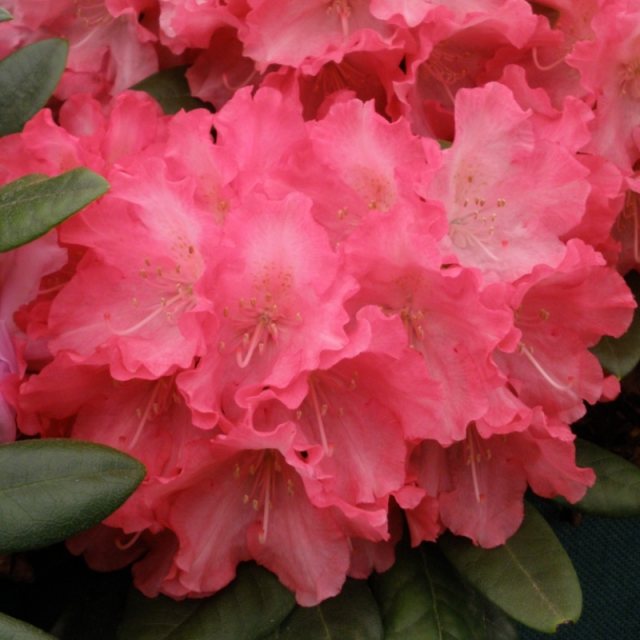 Rhododendron (yak) Sonatine INKARHO