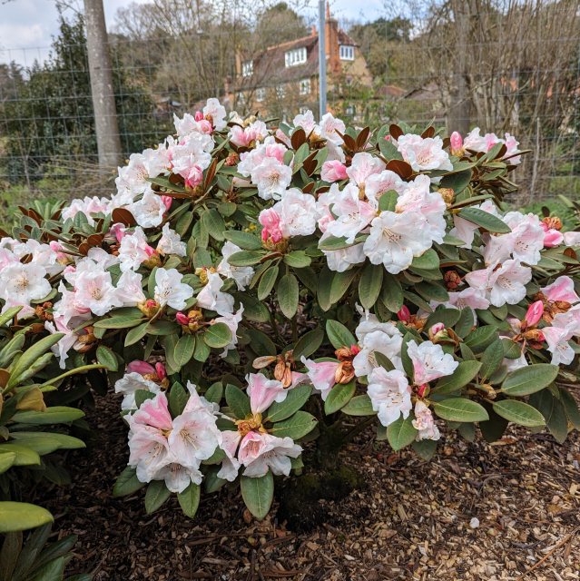 rhododendron thuja Purple Gem Rhododendron main image 1