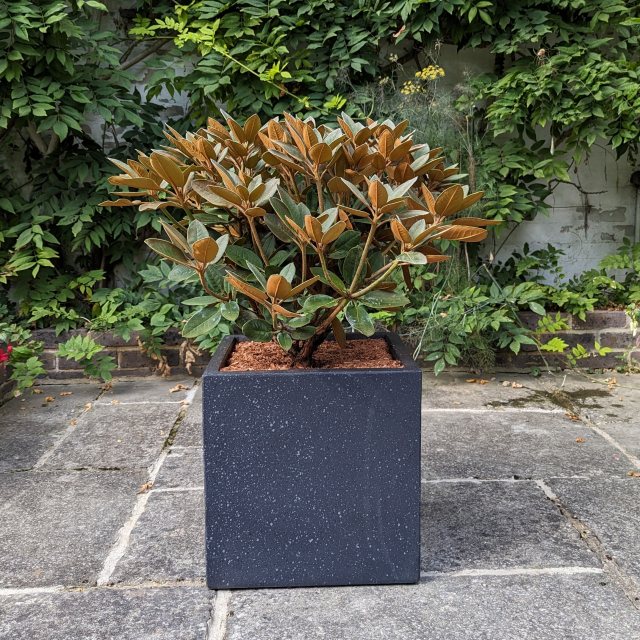 japanische stechpalme winterhart Japanische Stechpalme Dark Green (Ilex crenata) | 30-40 cm im Topf