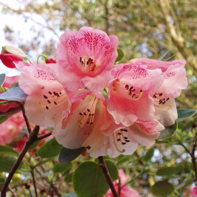 Rhododendron stewartianum