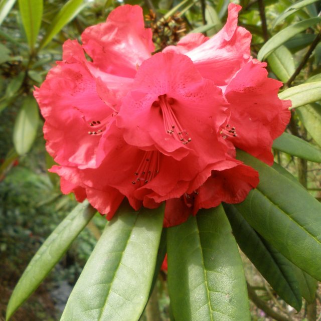 Rhododendron strigillosum