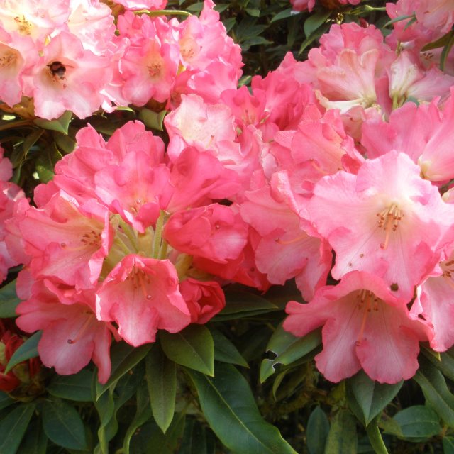 Rhododendron Surrey Heath