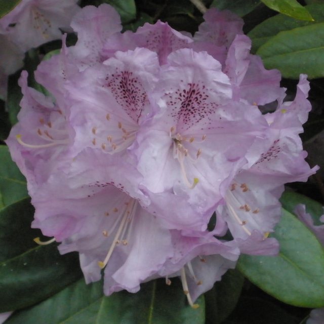 Rhododendron Susan