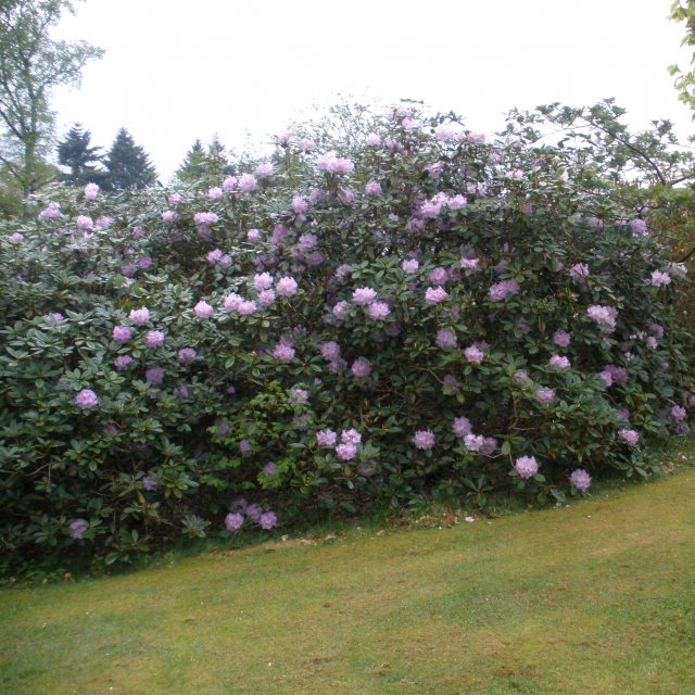 Rhododendron Susan AGM - Buy Susan Rhododendrons Online - Millais Nurseries