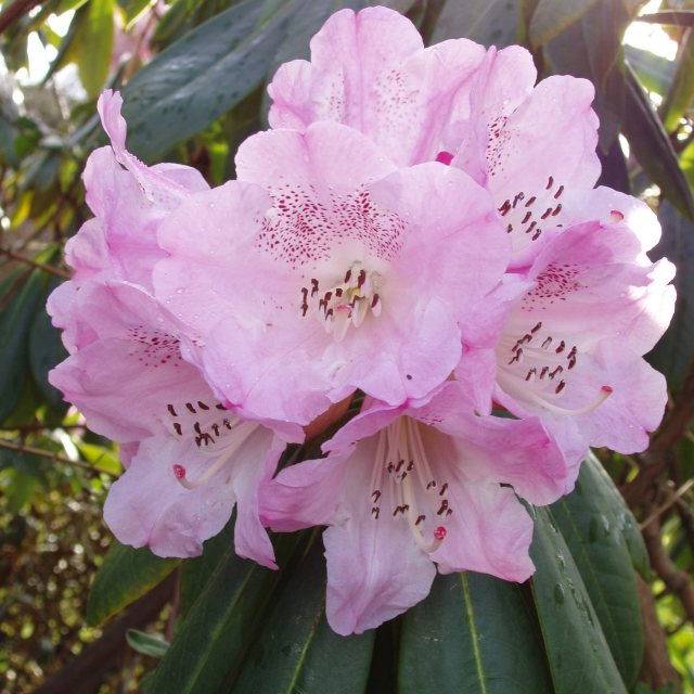 Rhododendron sutchuenense