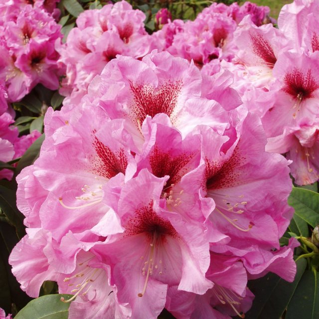 Rhododendron Swamp Beauty