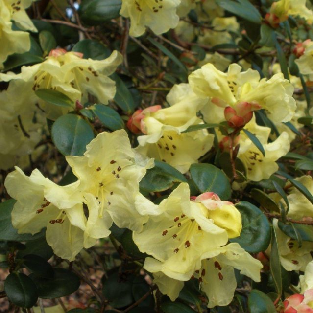Rhododendron Talavera
