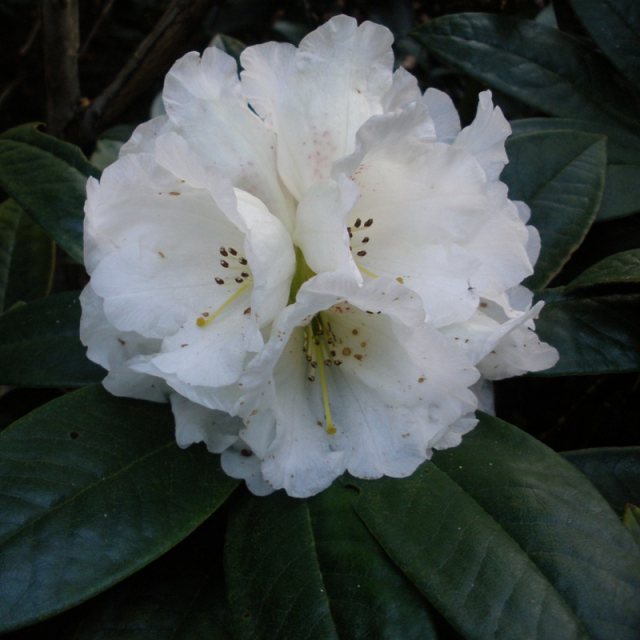 Rhododendron taliense Honigduft Zwerg-Rhododendron Honigduft 