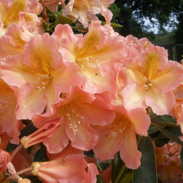 Rhododendron Terracotta