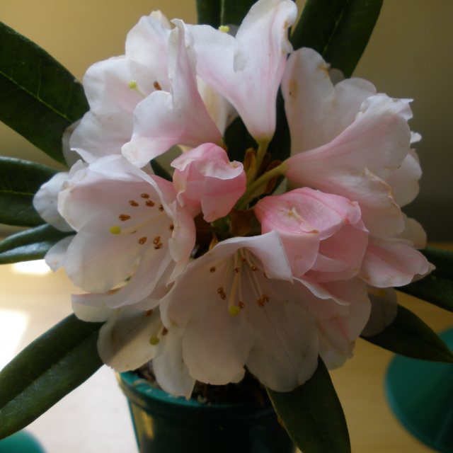 Rhododendron thayerianum
