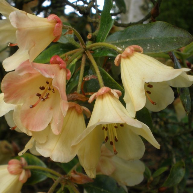 Rhododendron Tidbit  AGM