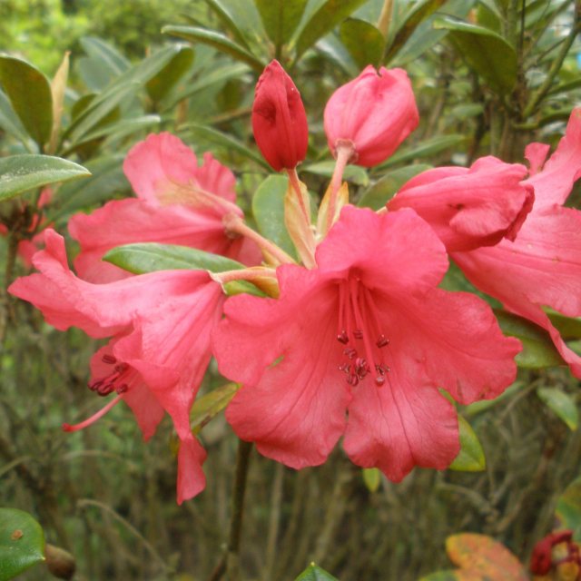 Rhododendron Titian Beauty