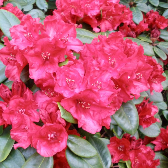 Rhododendron Tromba