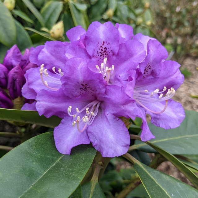 Rhododendron True Blue