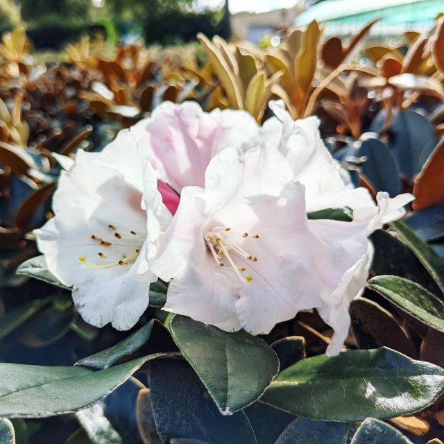 Rhododendron tsariense