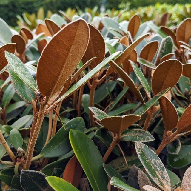 rhododendron p P.J.M. Rhododendron – Plant Detectives main image 1