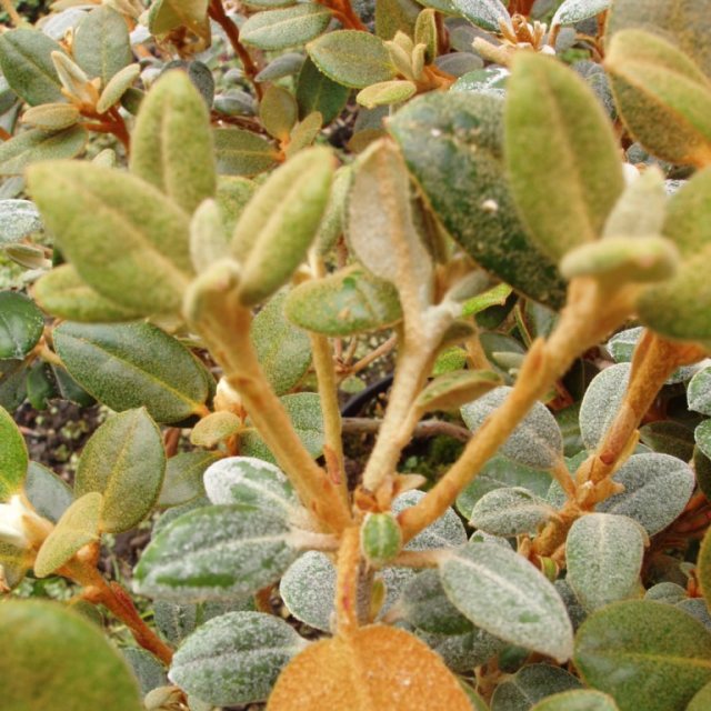 Rhododendron tsariense Var. trimoense KR8222