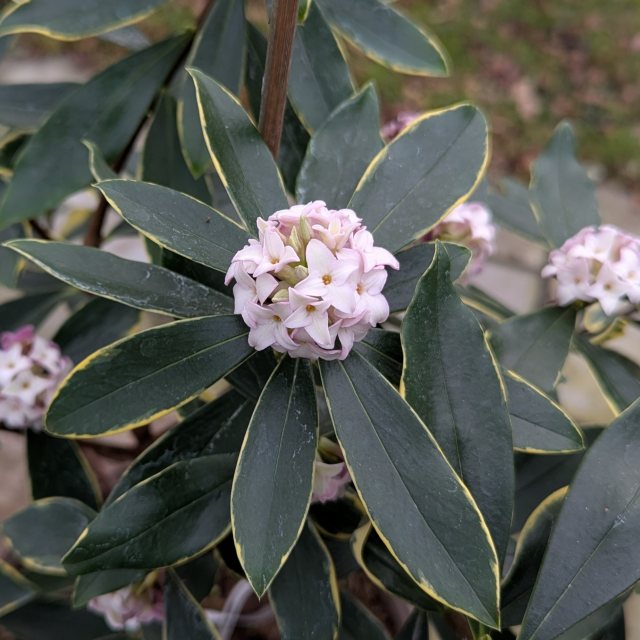 Daphne odora 'Aureomarginata'