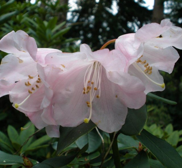 Rhododendron Veryan Bay
