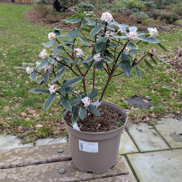 aphrodite plant Get Calycanthus Aphrodite Sweetshrub with Dark Red Flowers main image 1