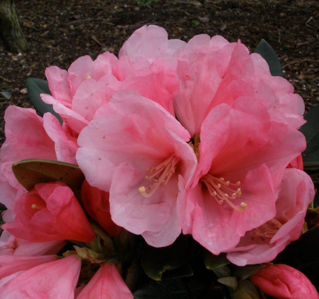 Rhododendron Vintage Rose  AGM