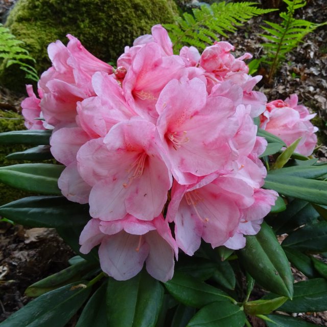 Vintage Rose Rhododendron AGM - Buy Vintage Rose yakushimanum
