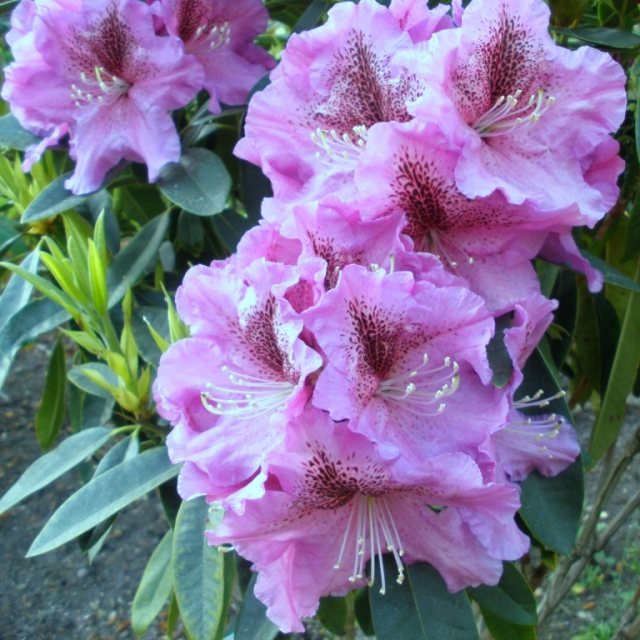 Rhododendron Violette Funken