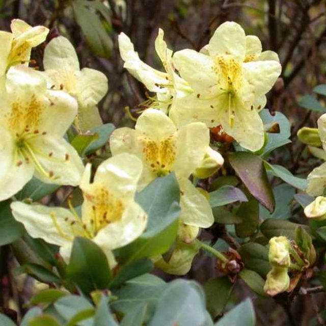 Rhododendron viridescens 'Doshong La'