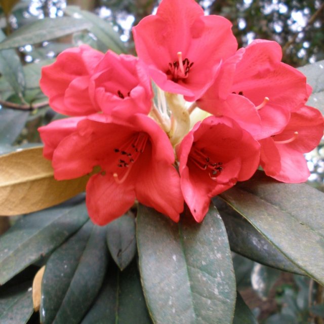 Rhododendron W.F.H.  AGM
