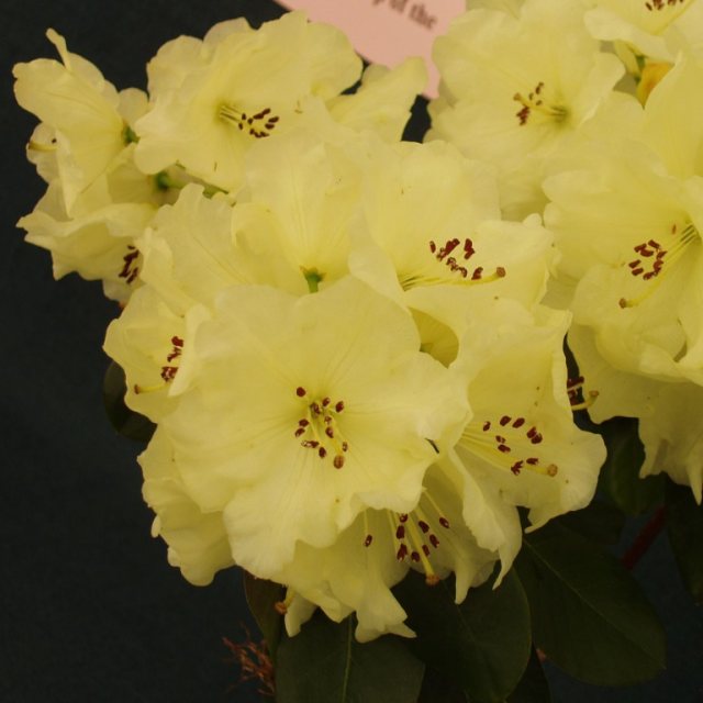 Rhododendron wardii