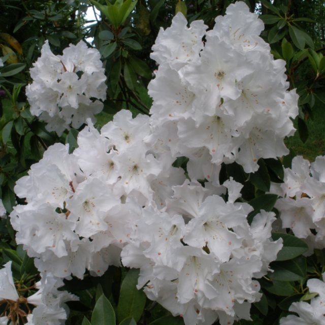 Rhododendron White Swan