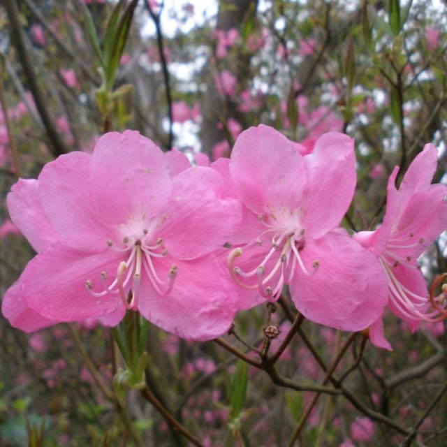 Deciduous Azalea albrechtii 'Whitney  form'