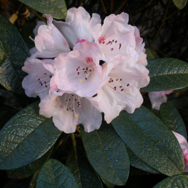 Rhododendron wiltonii  AGM