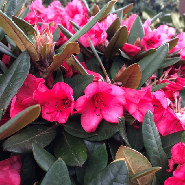 Rhododendron Winsome  AGM