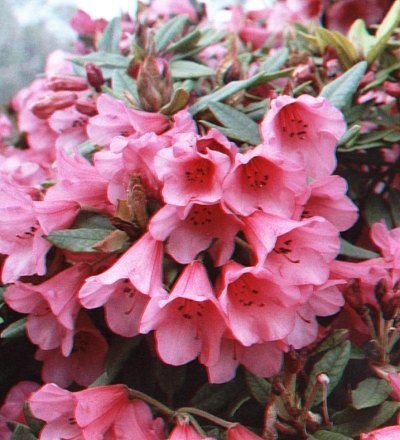 Winsome Rhododendron AGM - Buy Winsome yakushimanum Rhododendrons online -  Millais Nurseries