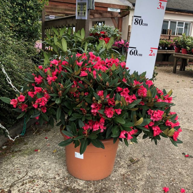 Winsome Rhododendron AGM - Buy Winsome yakushimanum Rhododendrons online -  Millais Nurseries