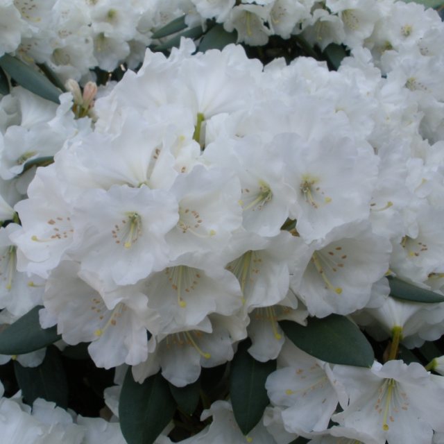 Rhododendron Yaku Incense