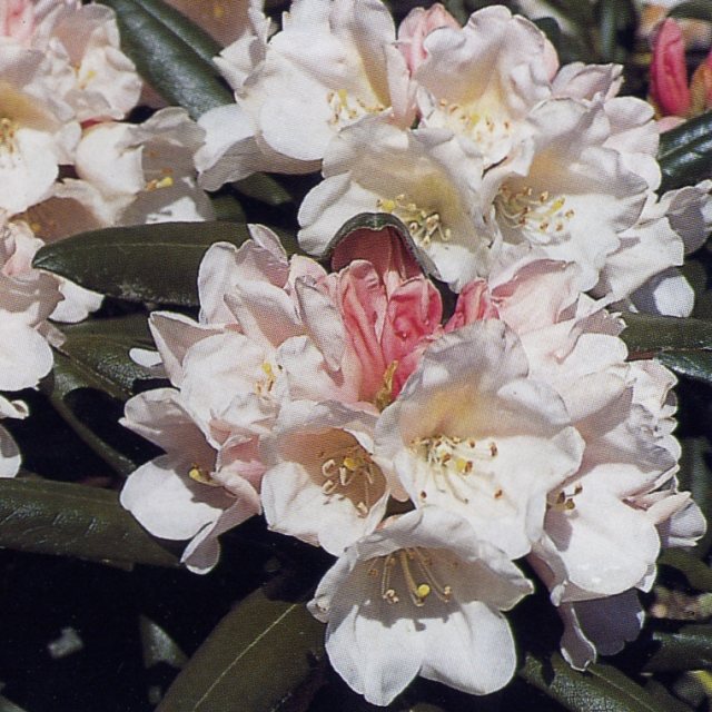 Rhododendron yakushimanum 'Edelweiss' AGM