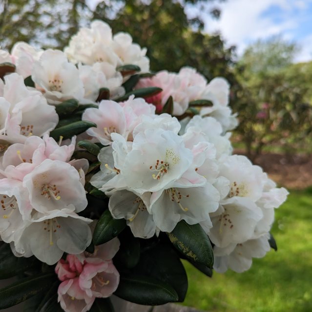 Rhododendron (yak) yakushimanum 'Koichiro Wada' INKARHO