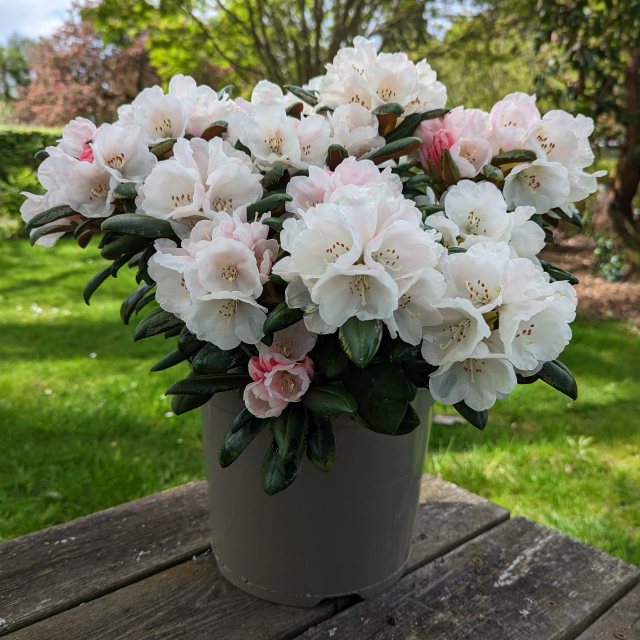 Rhododendron yakushimanum 'Koichiro Wada' - inkarho yakushimanum rhododend  - Millais Nurseries