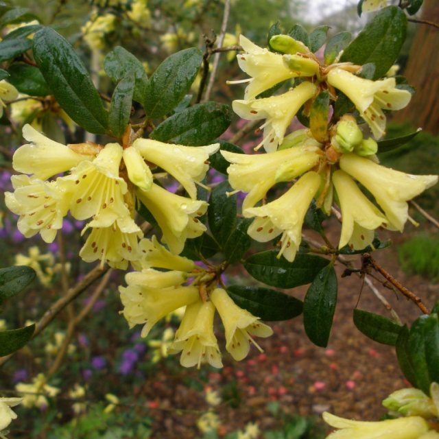 Rhododendron Yellow Hammer  AGM