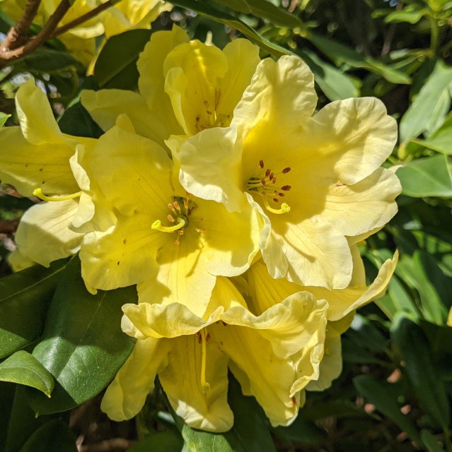 Rhododendron Yellow Petticoats