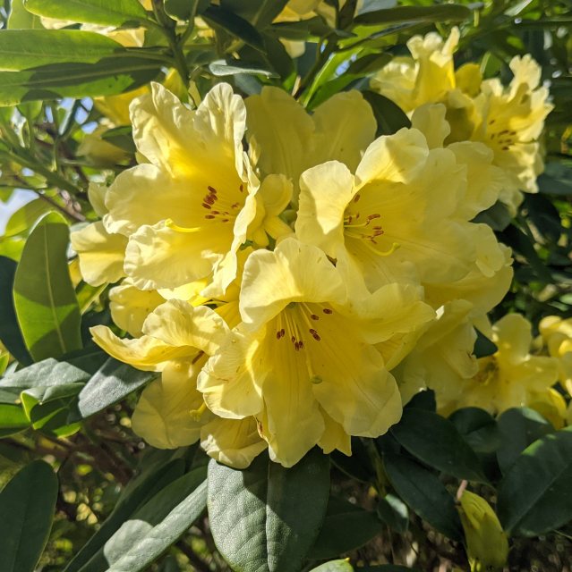 Rhododendron Yellow Petticoats - Buy Yellow Petticoats Rhododendrons -  Millais Nurseries