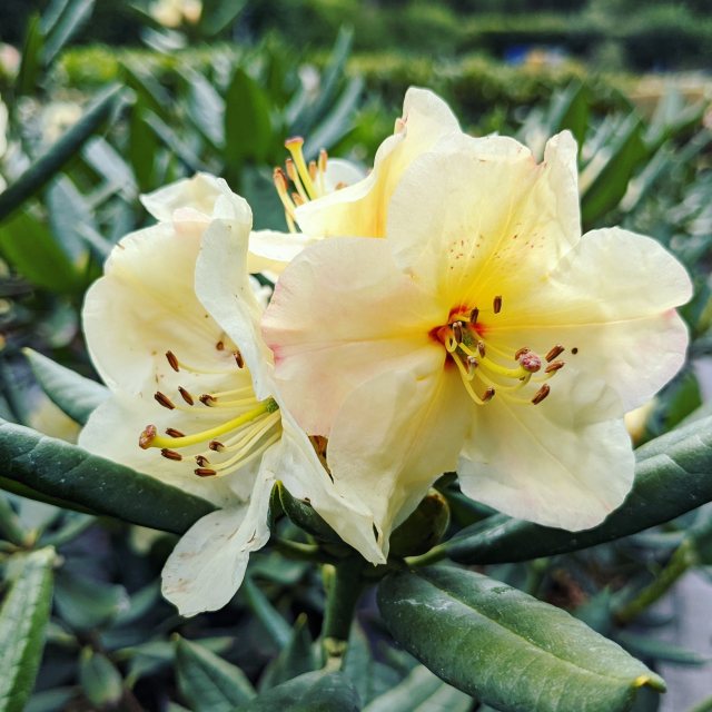Rhododendron Yellow Saucer